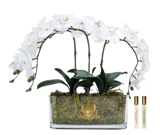 Cote Noire White oval Orchid Arrangment