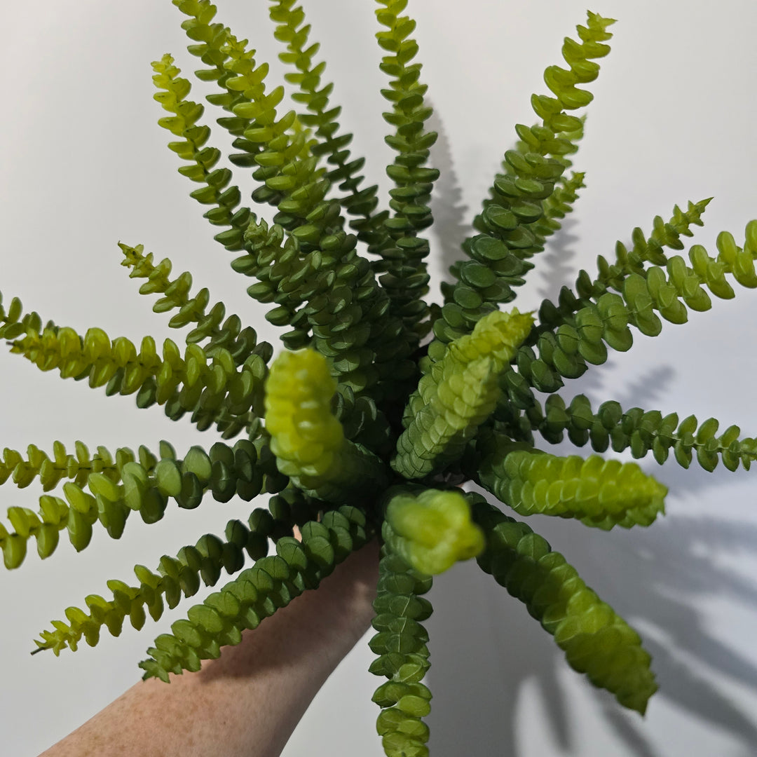 25cm Babies Neclace Succulent