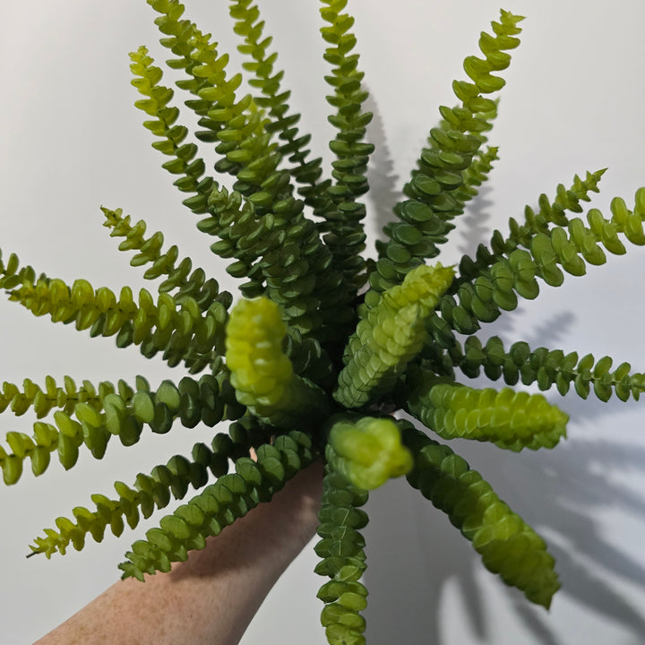 25cm Babies Neclace Succulent