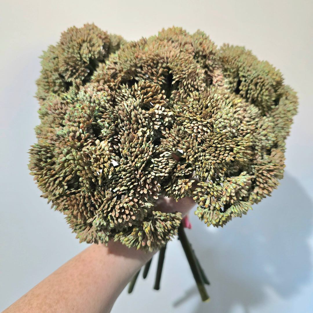 30cm Sedum Natural Spray