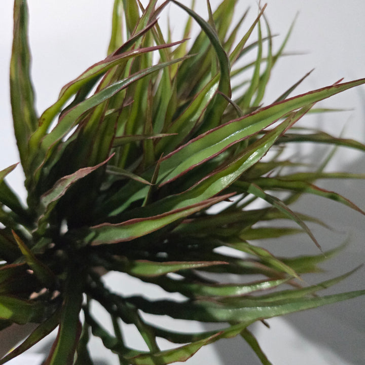 34cm Vanilla Grass Artificial