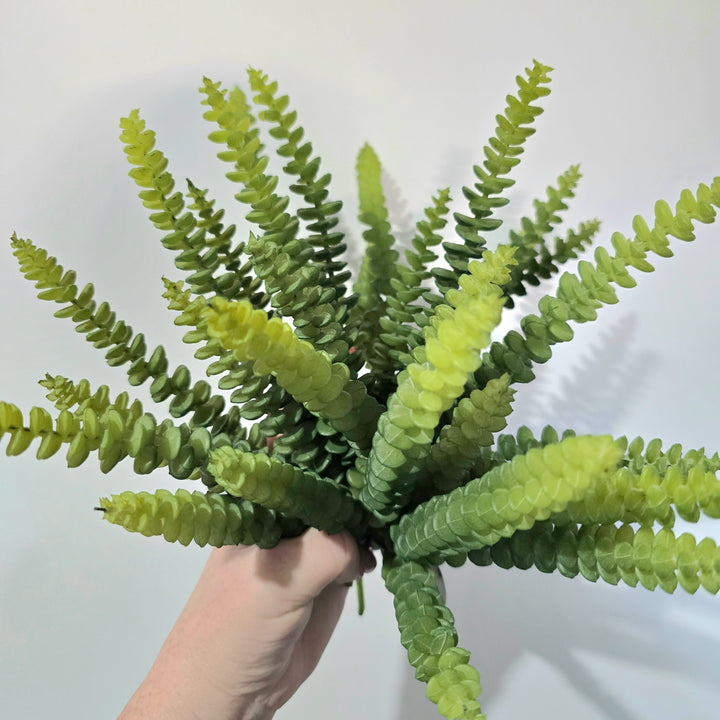 25cm Babies Neclace Succulent