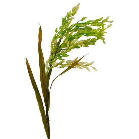 RICE SPRAY 58CM - RAPT ONLINE