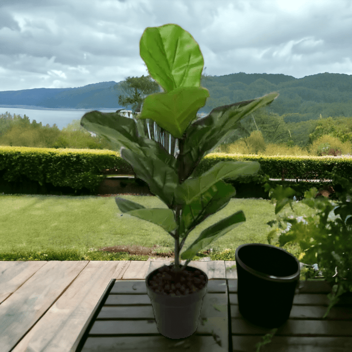 FIDDLE LEAF TREE - RAPT ONLINE