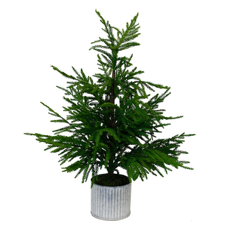 50% OFF | POTTED PINE TREE - RAPT ONLINE